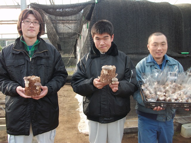 菌床椎茸収穫